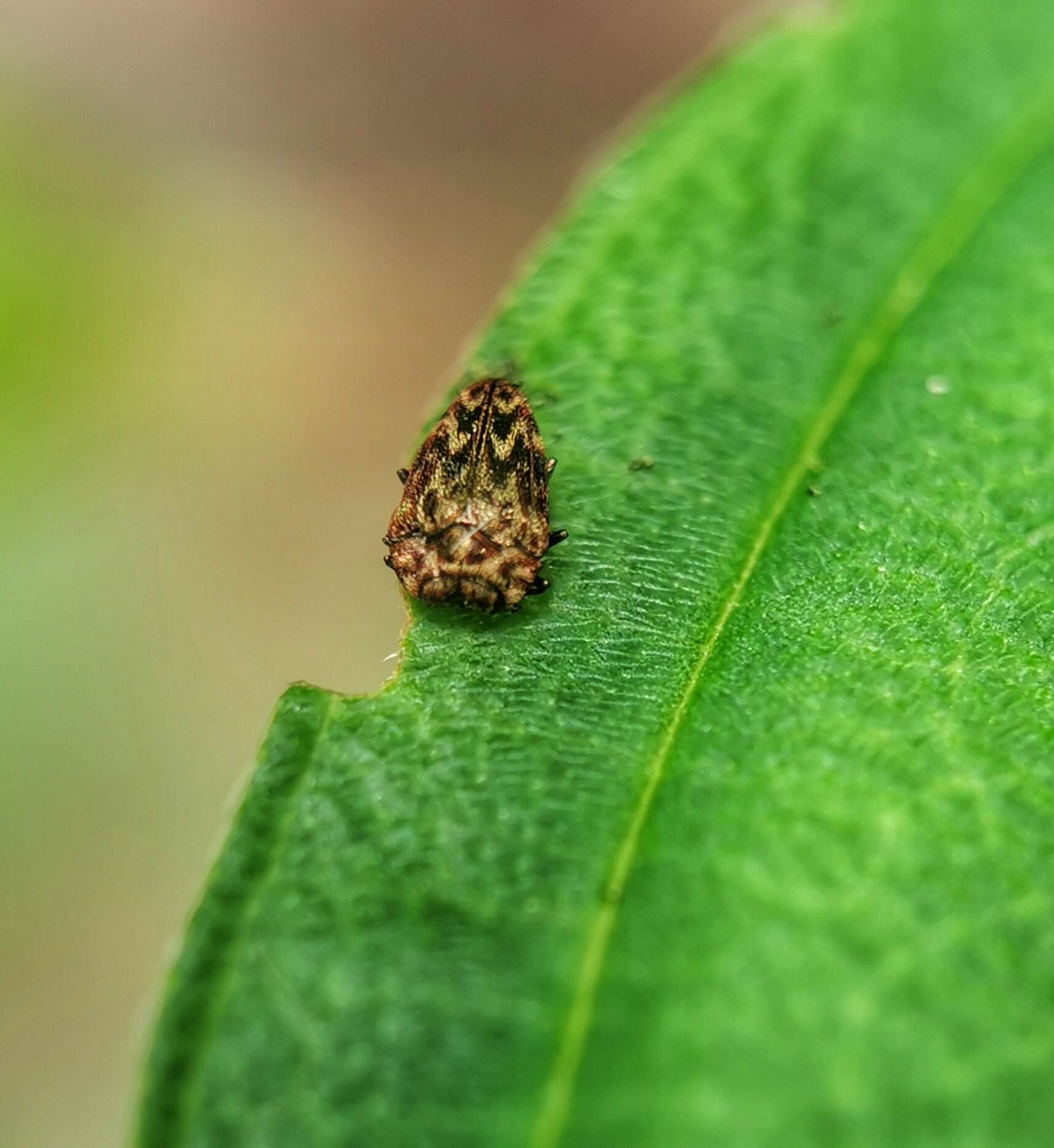 Image of Habroloma lepidopterum (Deyrolle 1864)