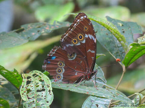 Imagem de Morpho achilles Linnaeus 1758