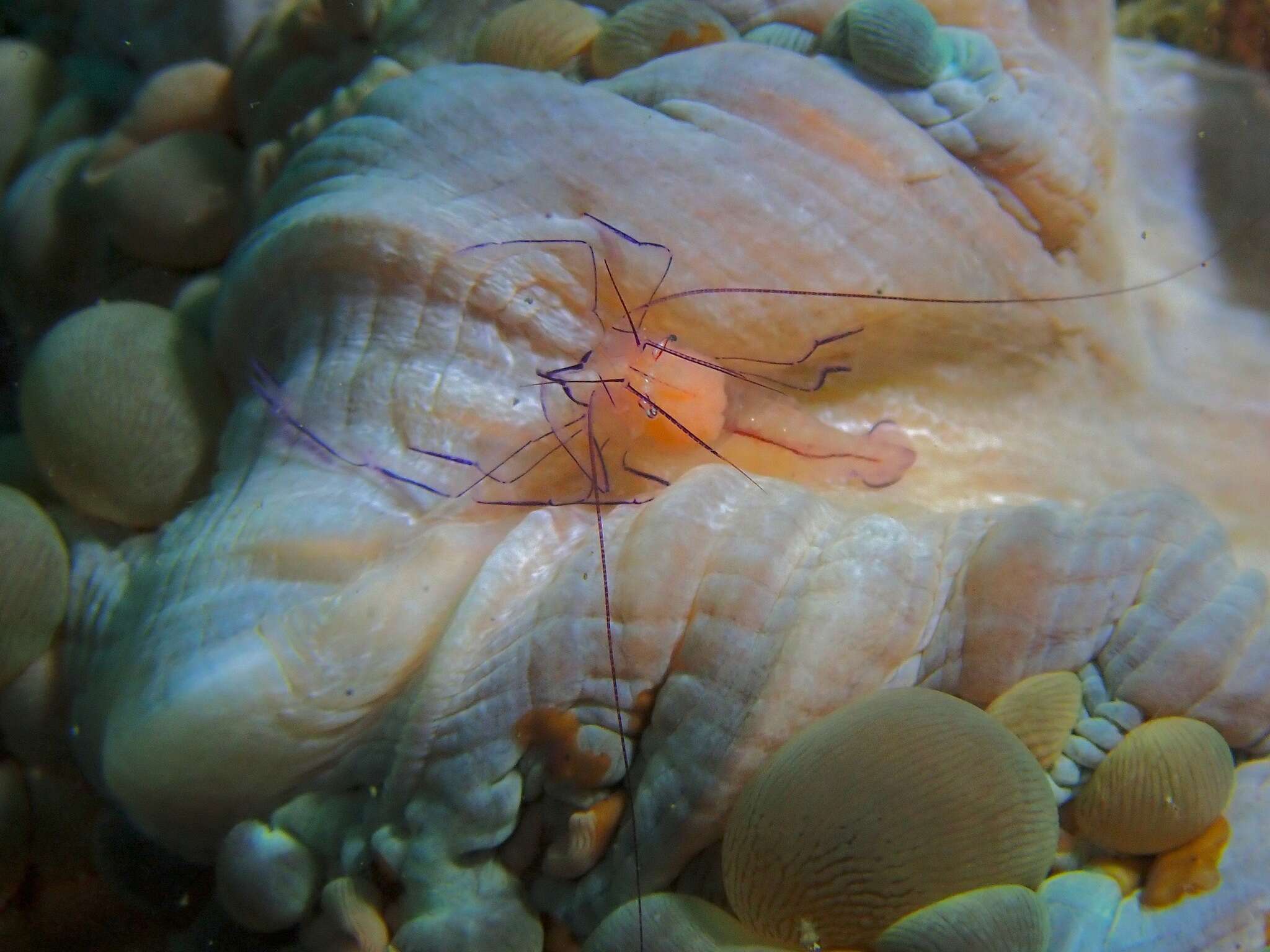 Image of Bubble coral shrimp