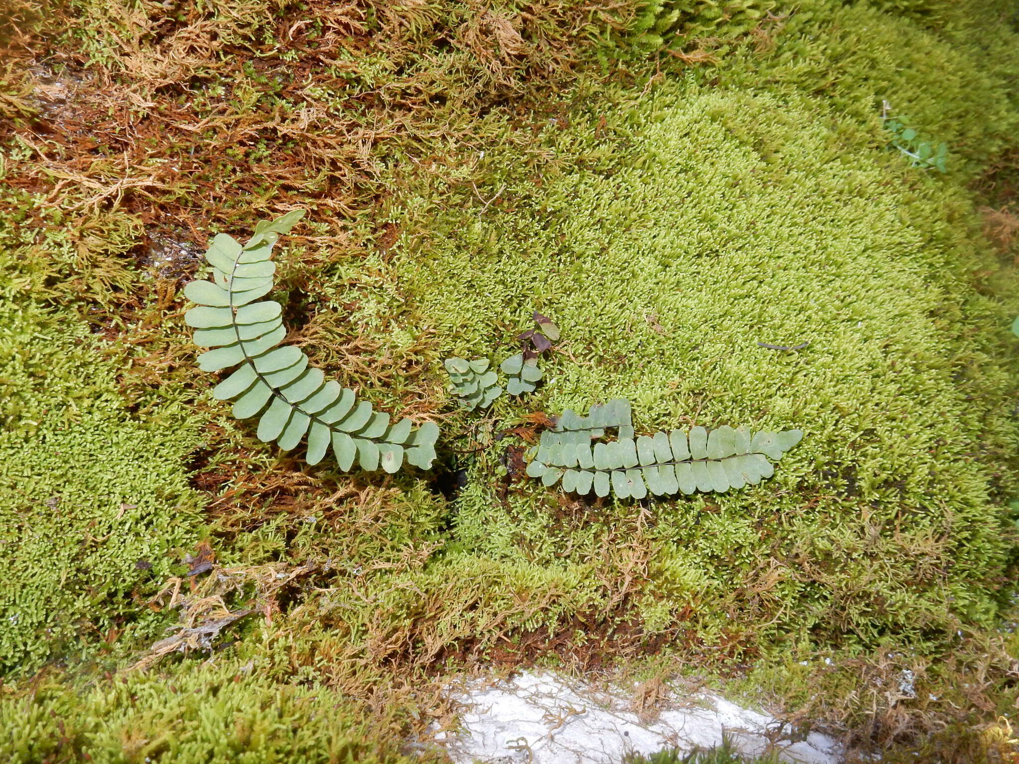 Image of blackstem spleenwort