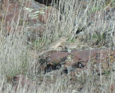 Image of Washington ground squirrel