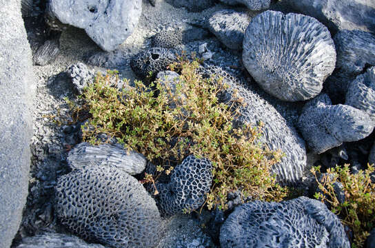 Image of Portulaca mauritiensis Poelln.