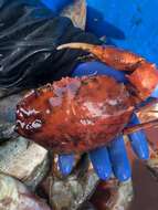 Image of red deep-sea crab