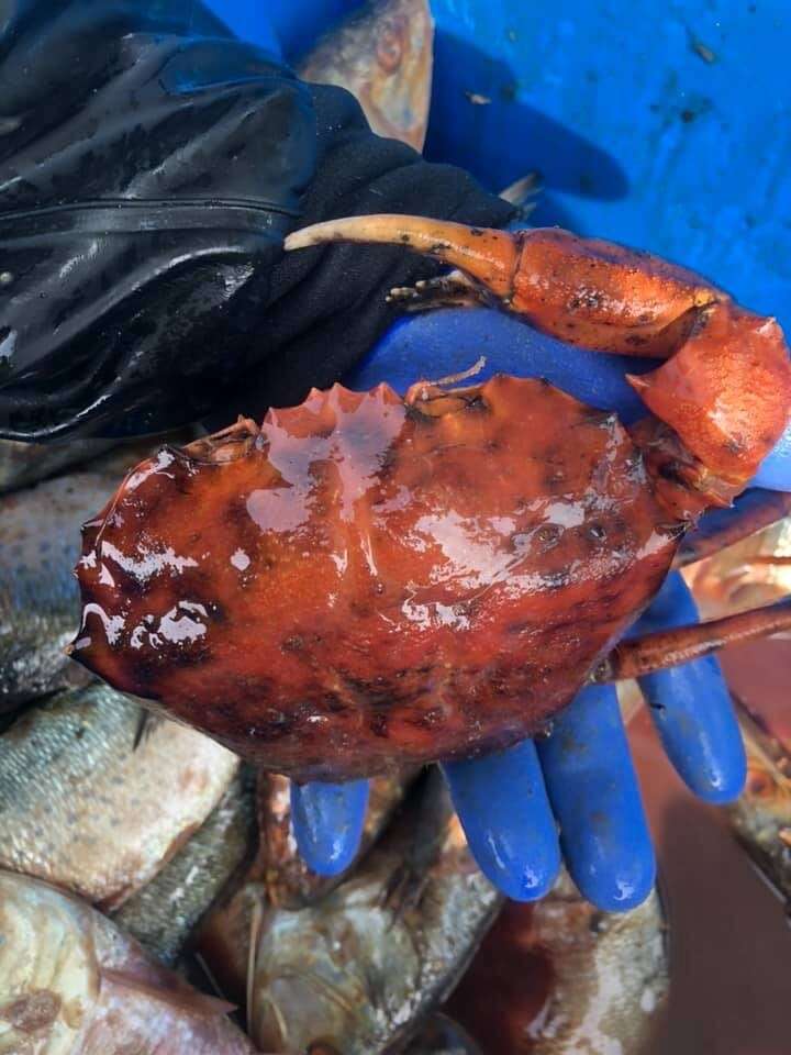 Image of red deep-sea crab