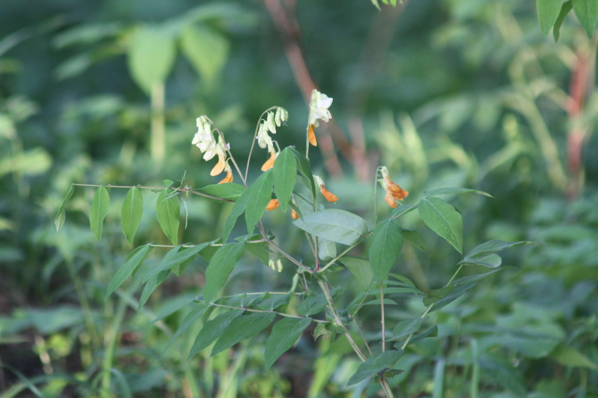 Image of Lathyrus gmelinii Fritsch