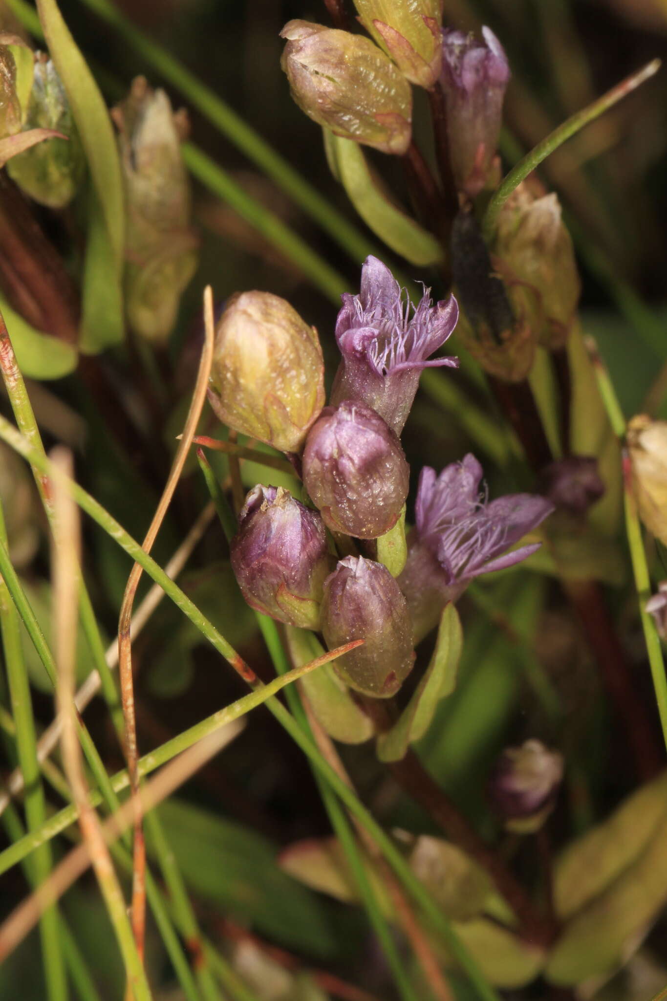 Image of autumn dwarf gentian