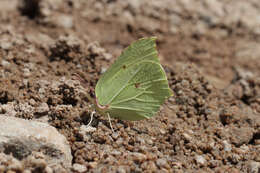 Imagem de Gonepteryx rhamni (Linnaeus 1758)