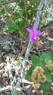 Image of Barkeria lindleyana subsp. vanneriana (Rchb. fil.) Thien