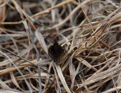 Image of Dusted Skipper