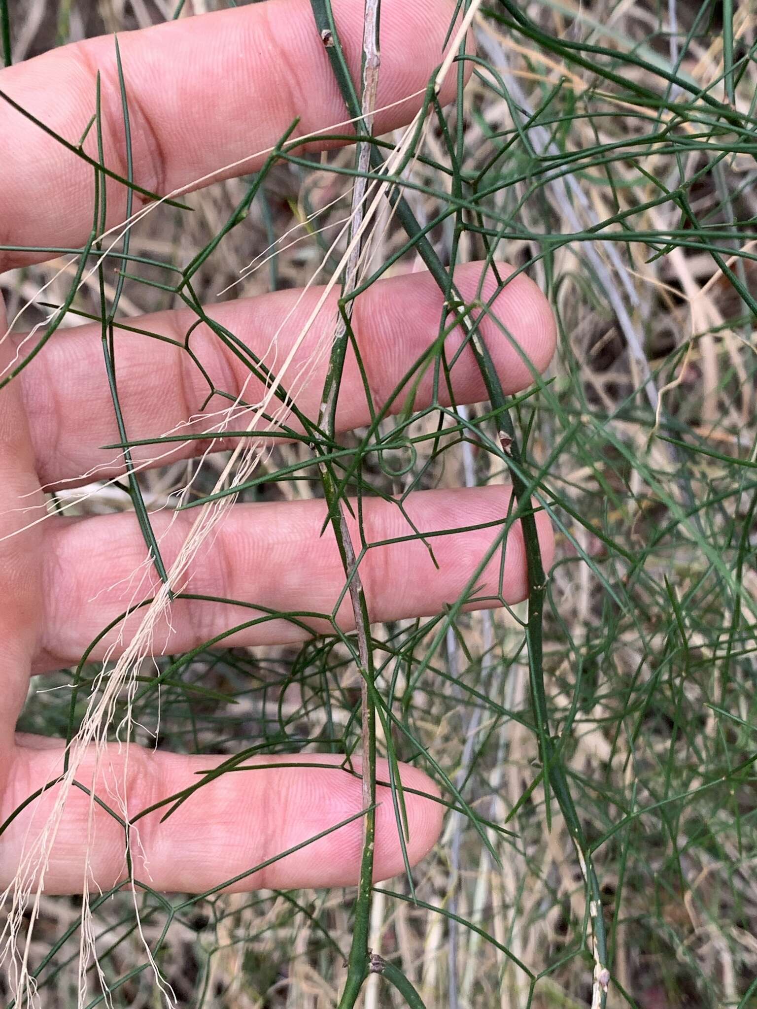 Image of Asparagus divaricatus (Oberm.) Fellingham & N. L. Mey.