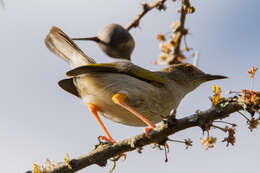 Image of Camaroptera Sundevall 1850