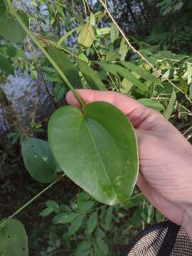 Image of Smilax fluminensis Steud.