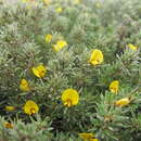 Image of feather bush-pea