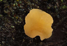 Image of Xerombrophila crystallifera Baral, G. Marson & Unter. 2013