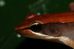 صورة Mantidactylus melanopleura (Mocquard 1901)