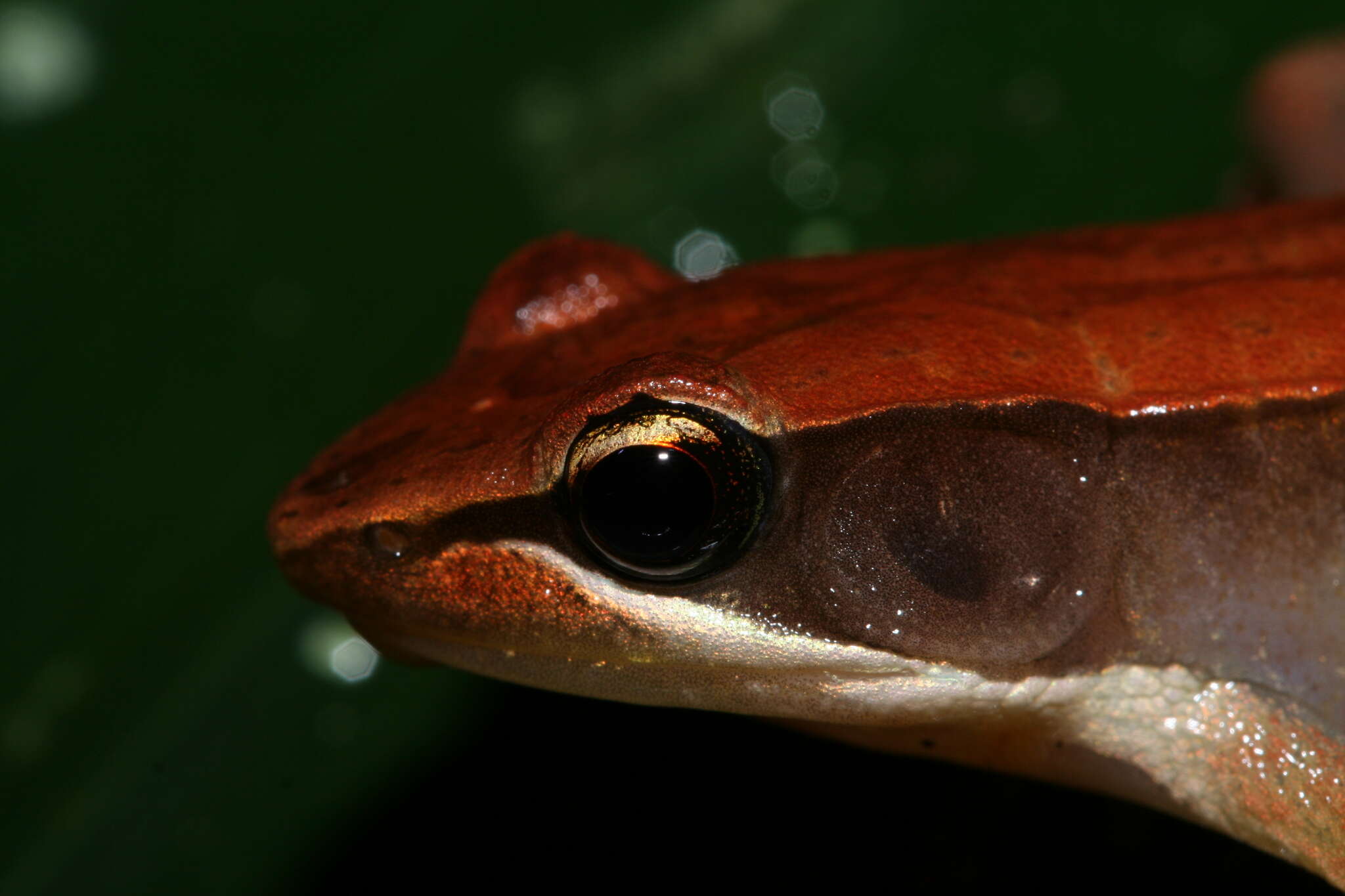 صورة Mantidactylus melanopleura (Mocquard 1901)