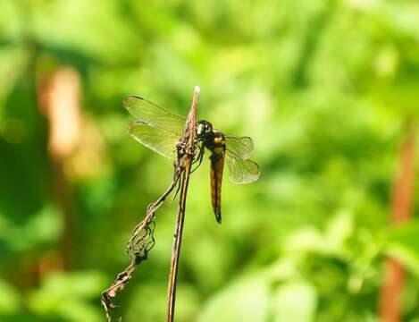 Image de Lyriothemis tricolor Ris 1916