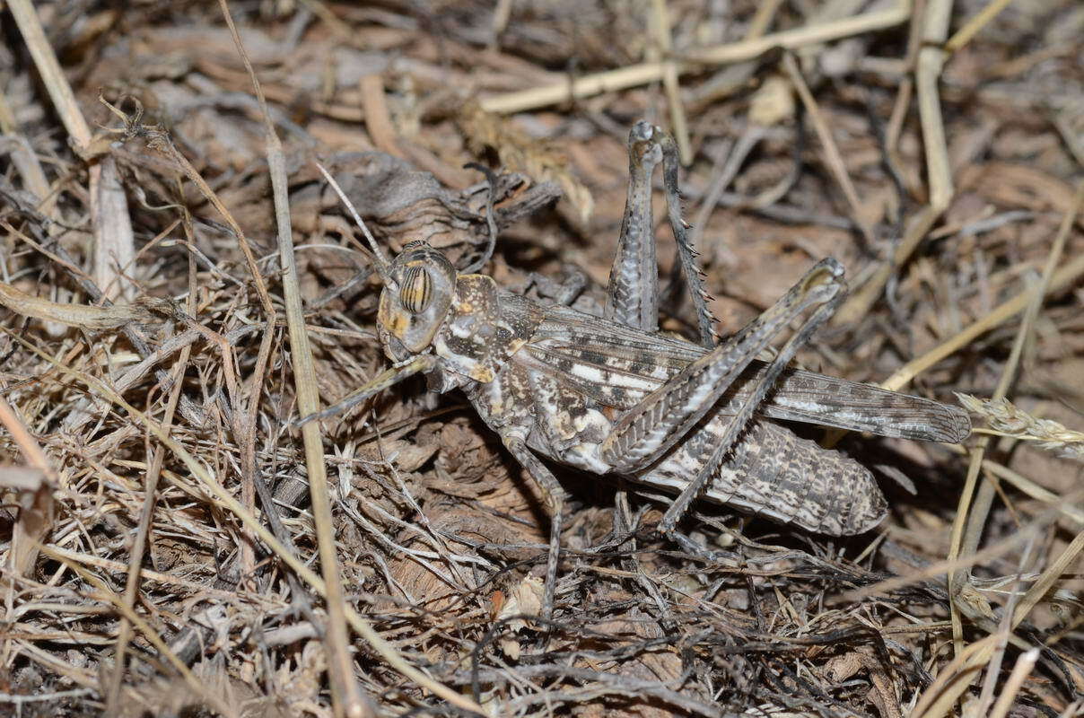 Imagem de Dericorys tibialis (Pallas 1773)