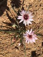 Pseudopodospermum undulatum subsp. deliciosum (Guss.) Bartolucci, Galasso & F. Conti resmi