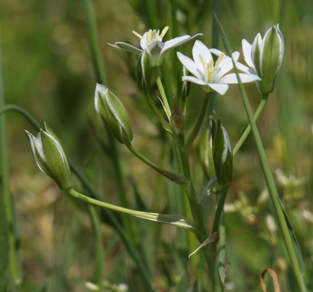 Imagem de Ornithogalum divergens Boreau