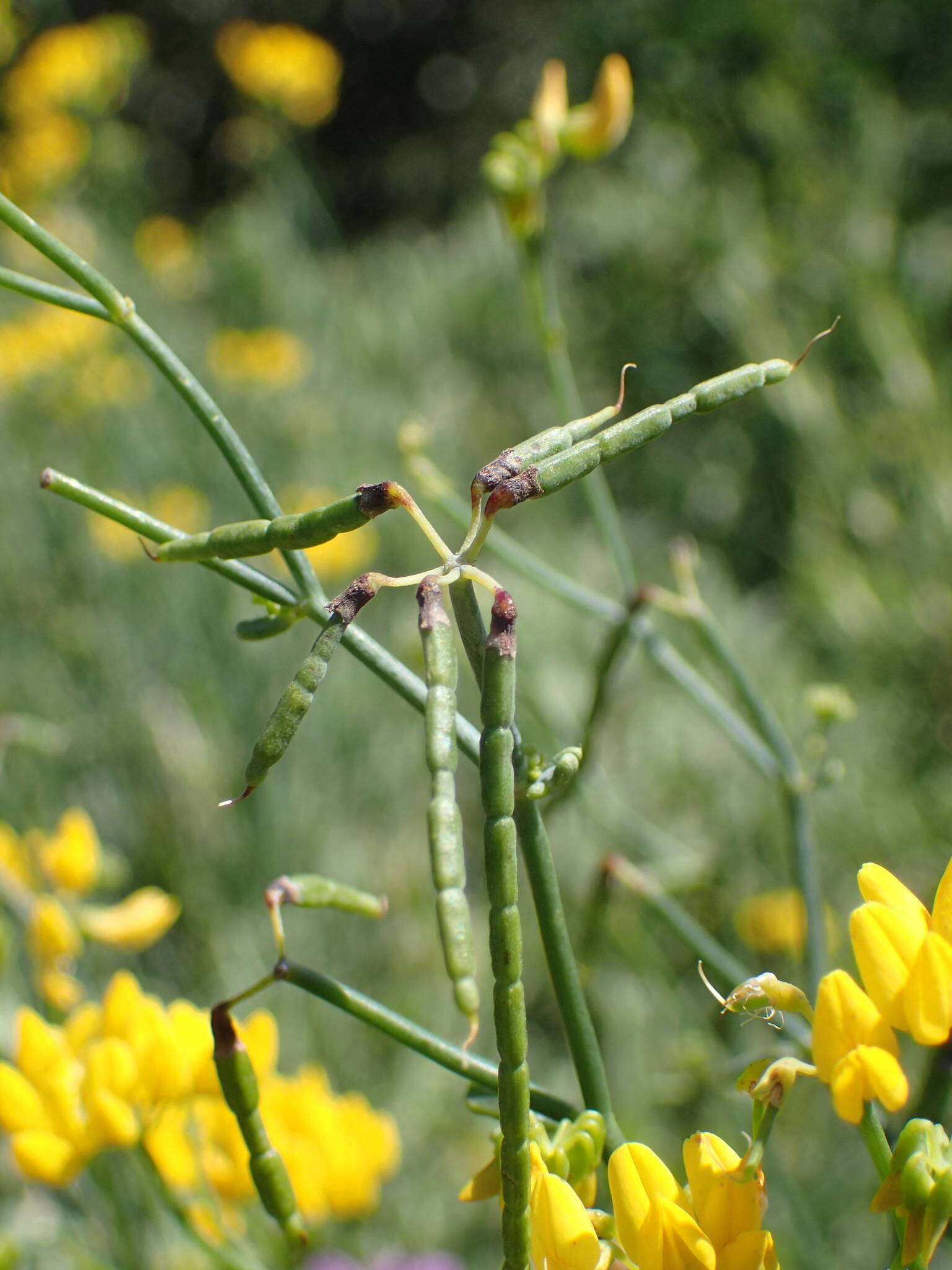 Plancia ëd Coronilla juncea L.