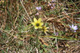 Image of Ixia monadelpha D. Delaroche