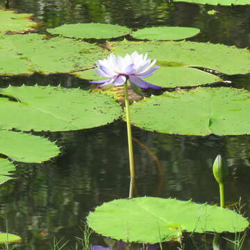 Image de Nymphaea gigantea Hook. fil.