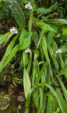 Image of Maxillaria roseola Christenson