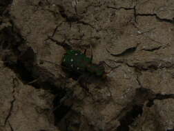 Image of Cicindela (Cicindela) maroccana pseudomaroccana Roeschke 1891