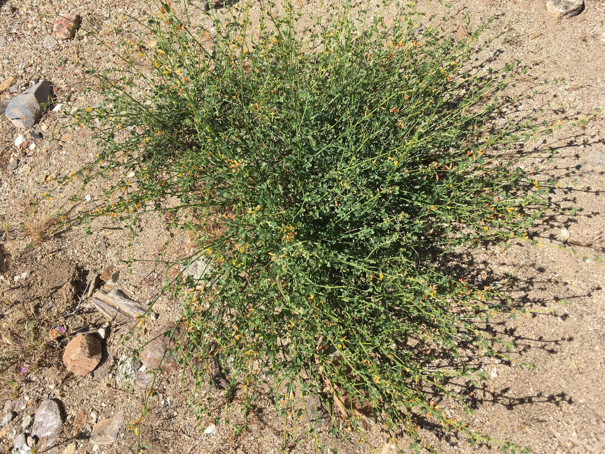 Image de Acmispon glaber var. brevialatus