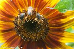 Image of Sunflower Andrena