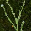 Image of Spring Forget-Me-Not