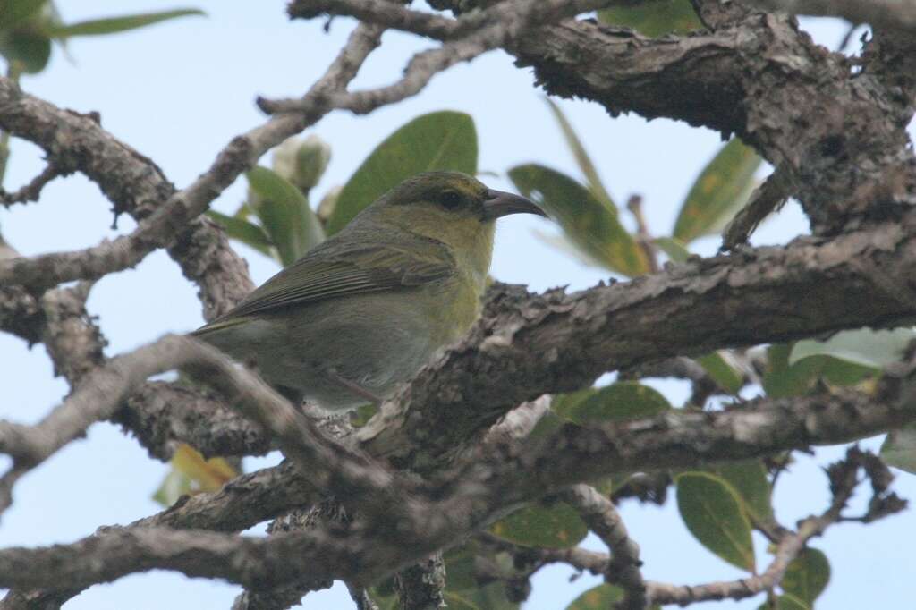 Chlorodrepanis stejnegeri (Wilson & SB 1890)的圖片