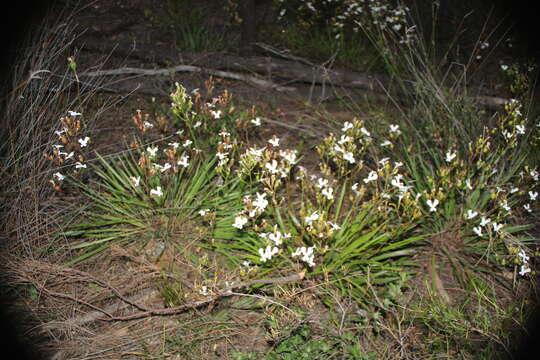 Image de Stylidium caricifolium Lindley