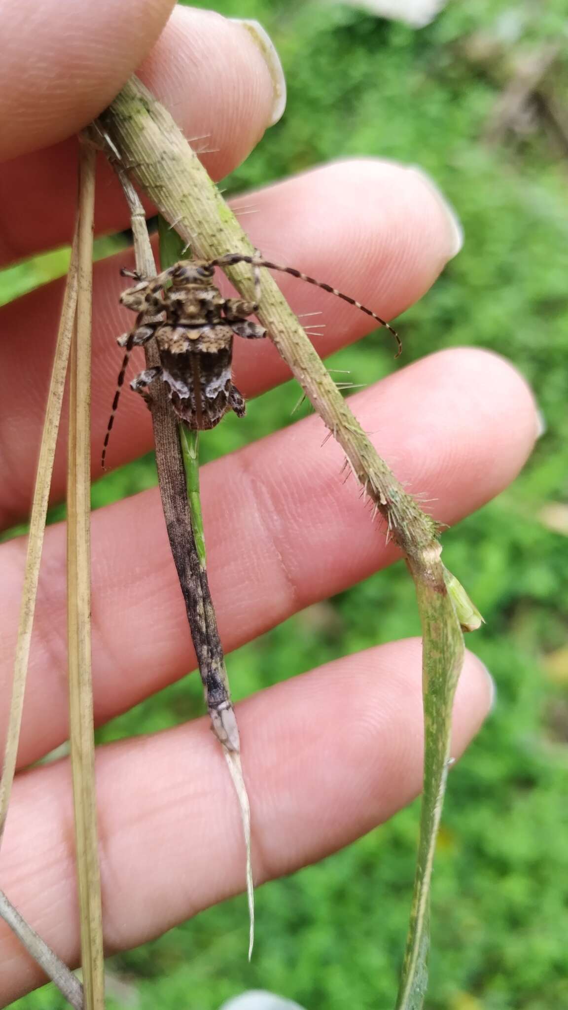 Oreodera costaricensis Thomson 1865的圖片