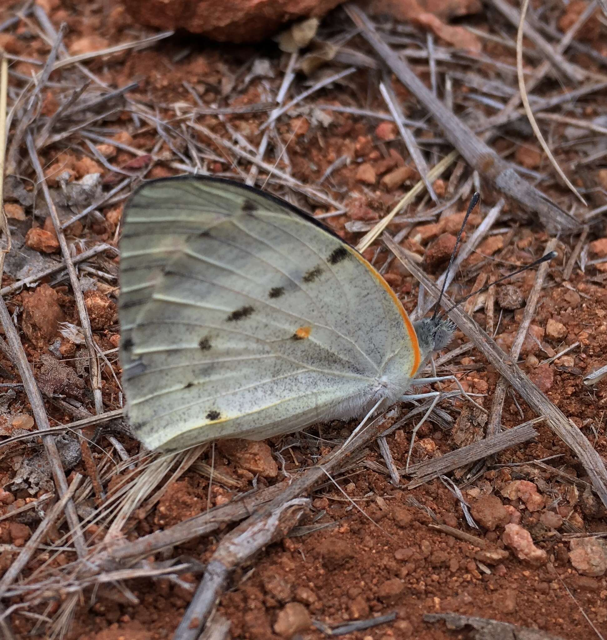 Image of <i>Colotis annae</i>