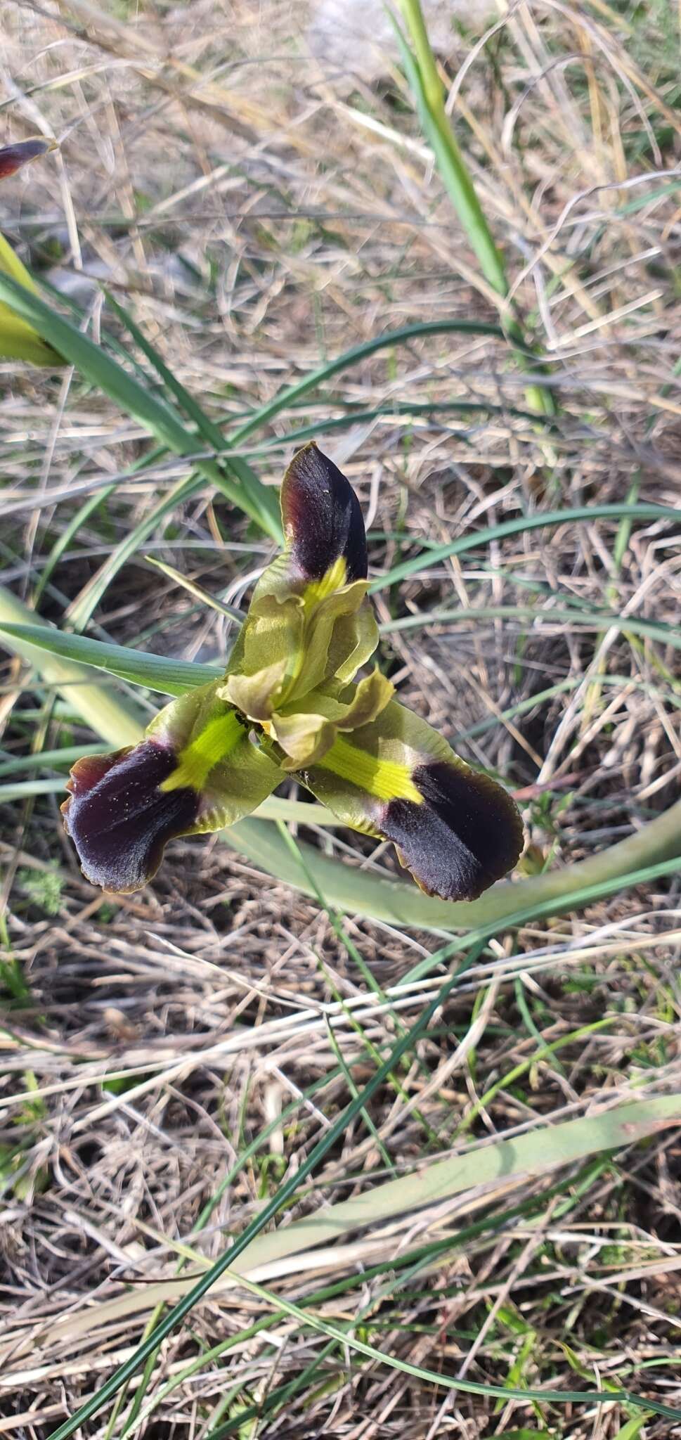 Image of Iris tuberosa L.