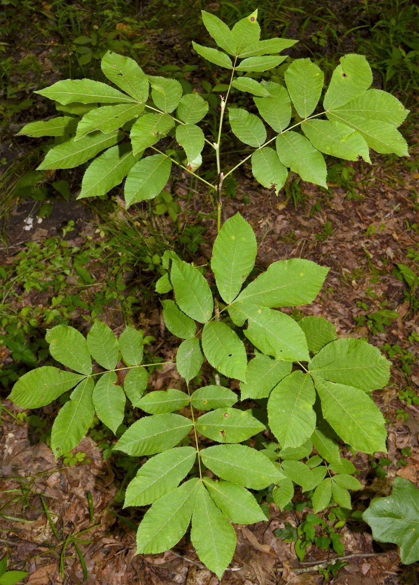 Image of nutmeg hickory