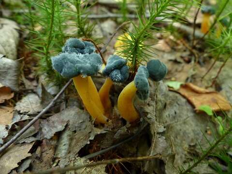 Dendrostilbella mycophila (Pers.) Seifert 1985 resmi