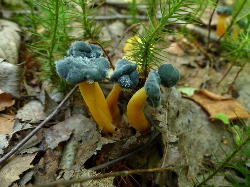 Imagem de Dendrostilbella mycophila (Pers.) Seifert 1985