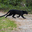 Image of Indochinese leopard