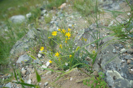 Plancia ëd Crepidiastrum tenuifolium (Willd.) A. N Sennikov