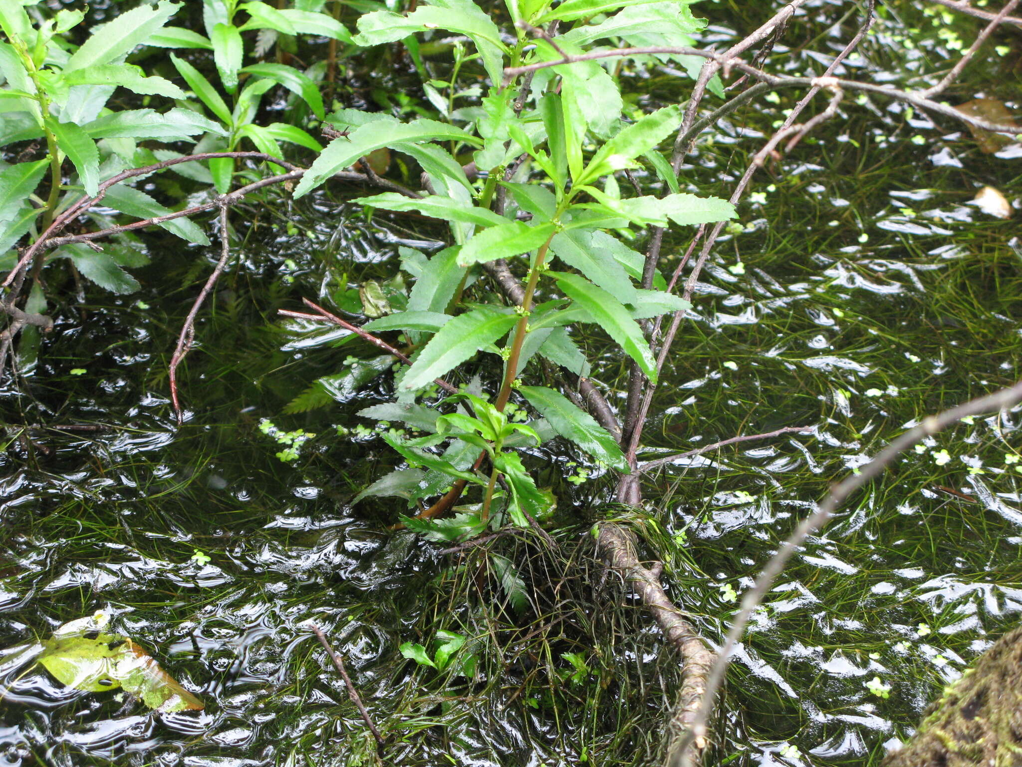 Image of marsh mermaidweed