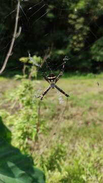 Image of Argiope boesenbergi Levi 1983