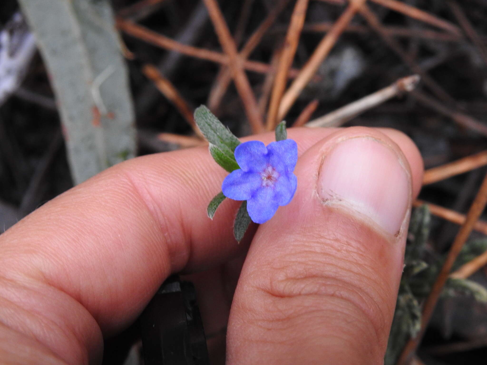 Glandora prostrata subsp. prostrata的圖片