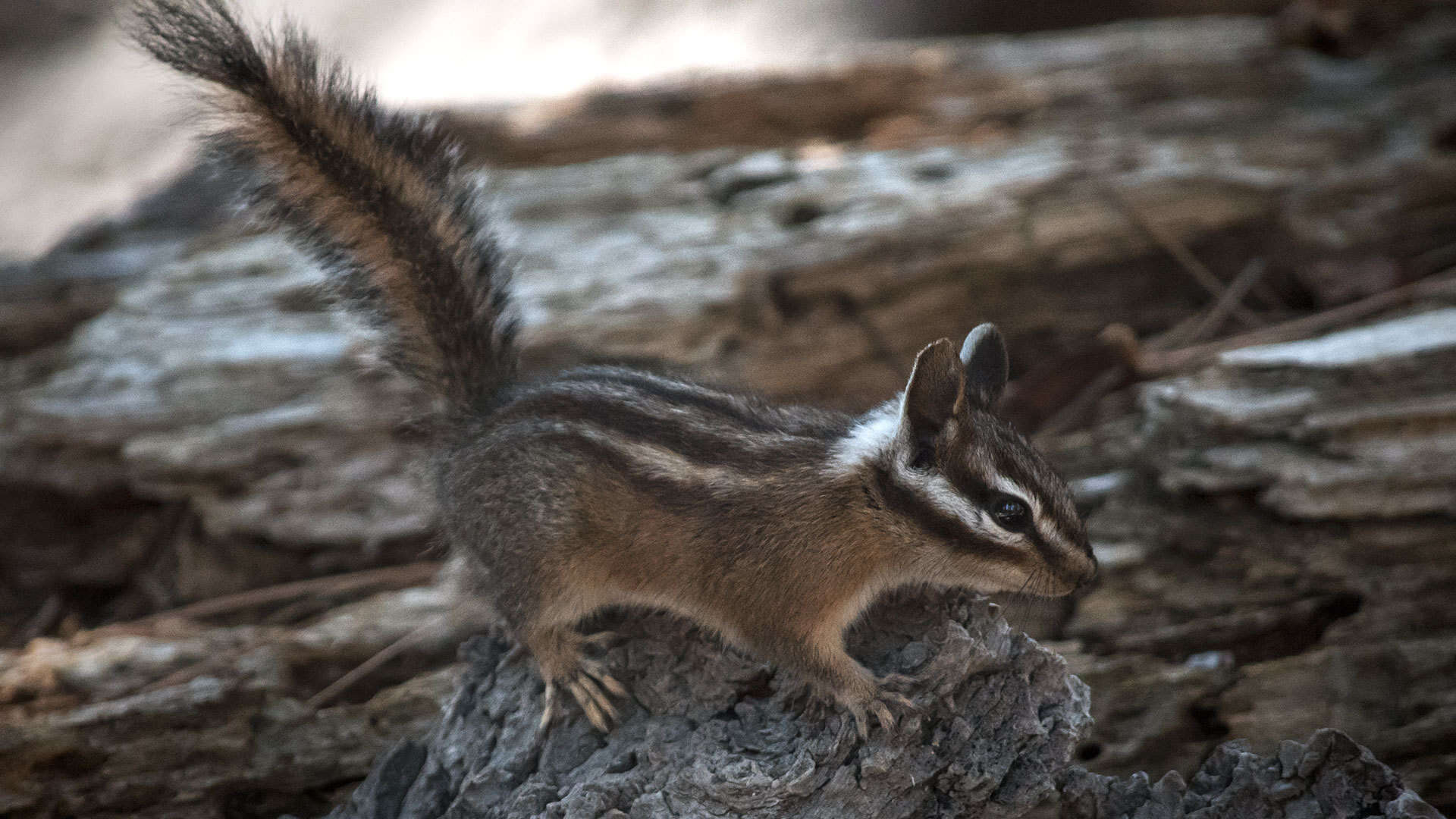 Image of Long-eared Chipmunk