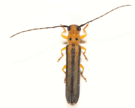 Image of Oberea tripunctata (Swederus 1787)