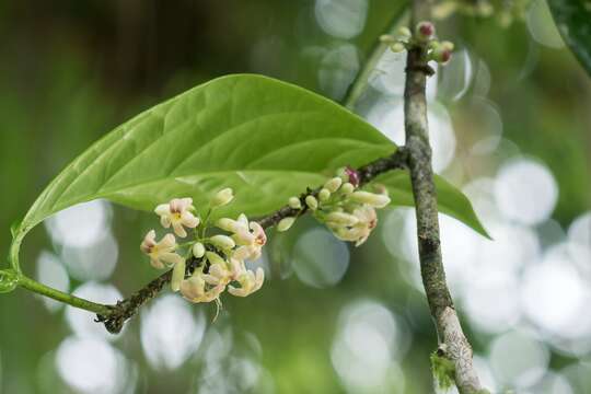 Image of Schlegelia parviflora (Oerst.) Monach.