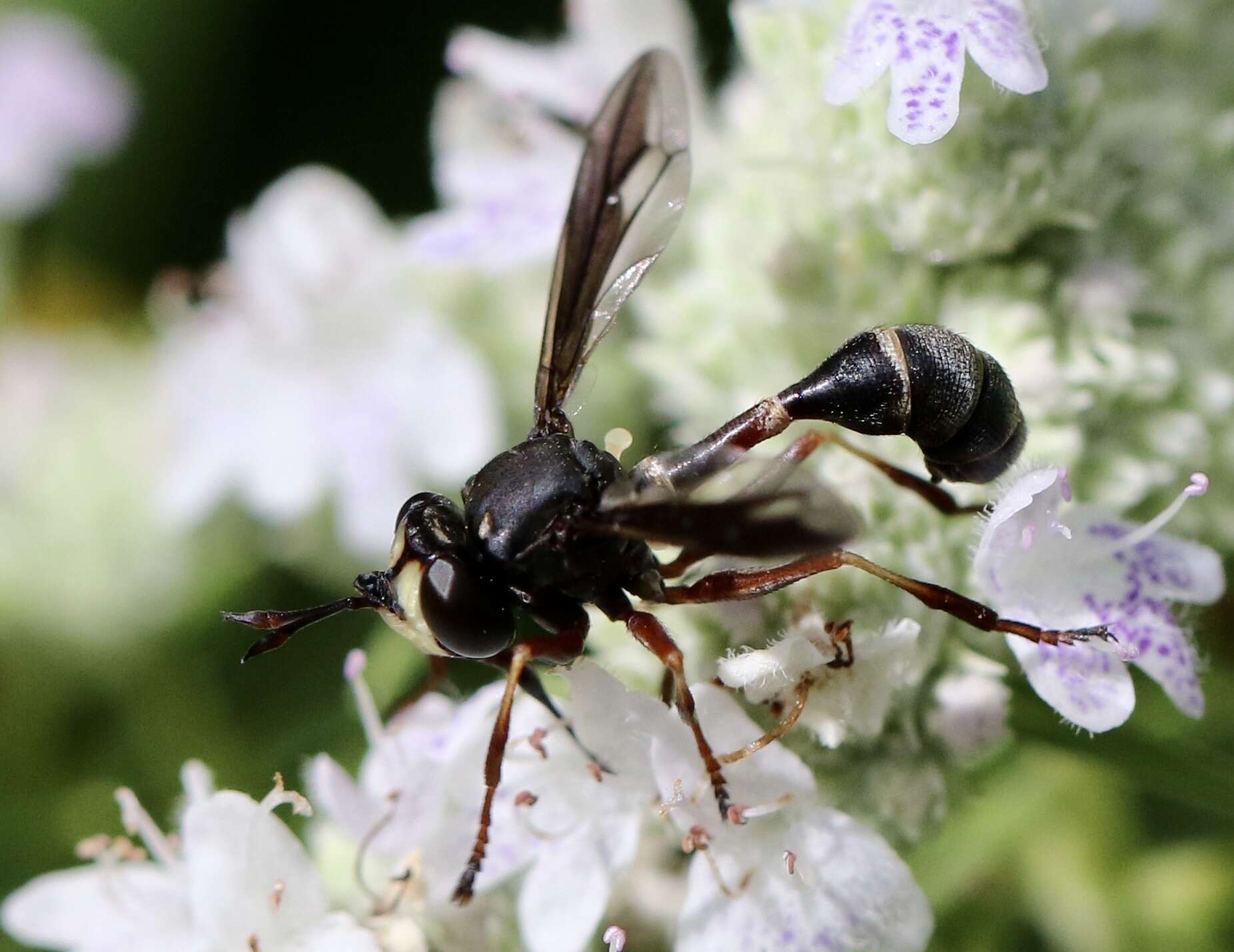 Image of Physocephala furcillata (Williston 1882)