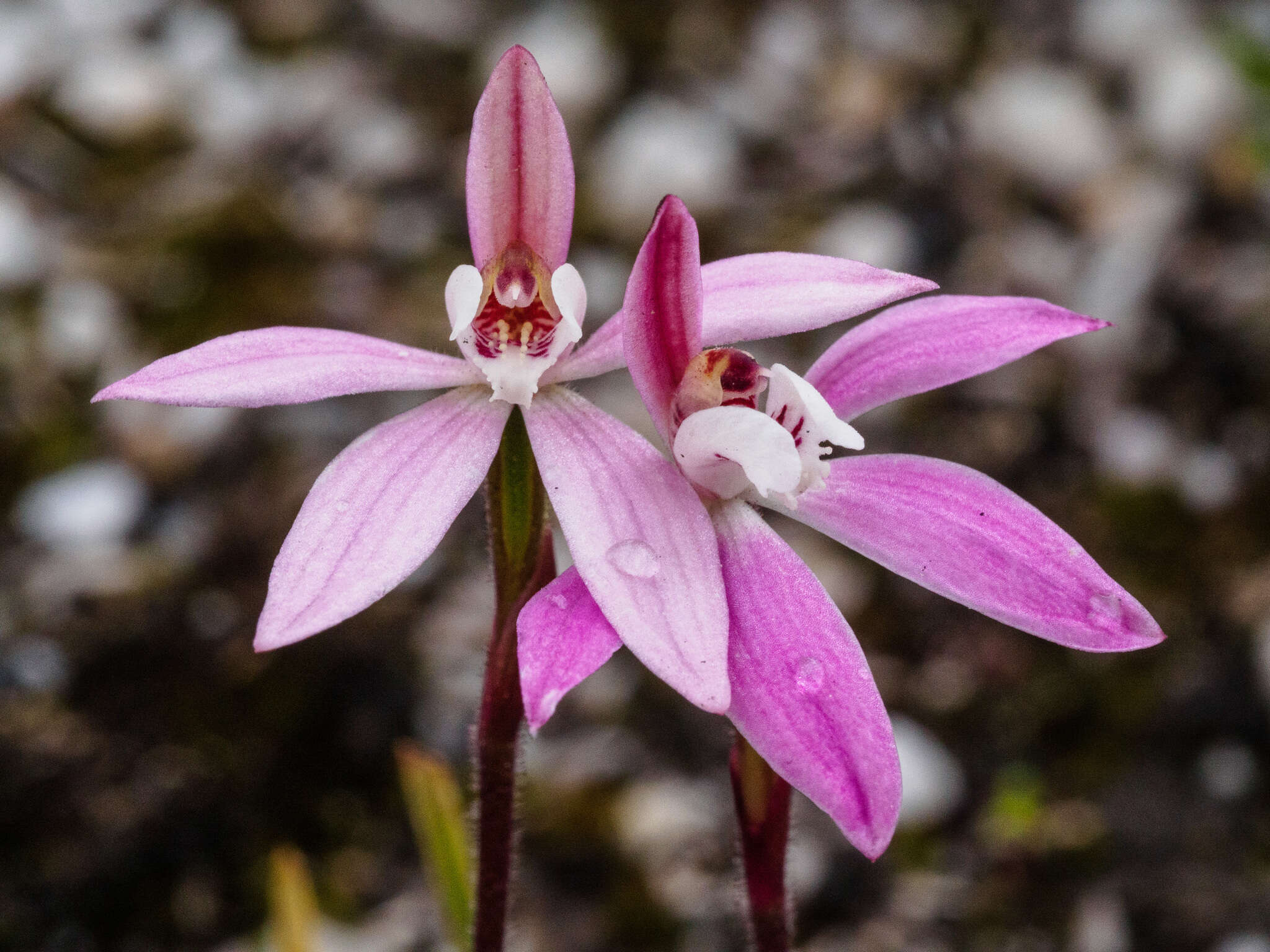 Caladenia fuscata (Rchb. fil.) M. A. Clem. & D. L. Jones的圖片